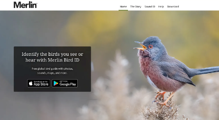 Merlin Bird ID AI Tools: Cornell Lab's Intelligent Species Recognition Platform